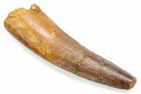 Fossil Spinosaurus Tooth - Feeding Worn Tooth #372888-1